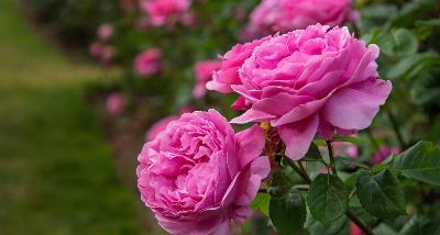 National Damask Rose  Rosewater Day